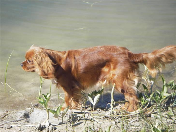 Cavalier king charles spaniel Kikki - På tur ved søen. billede 3