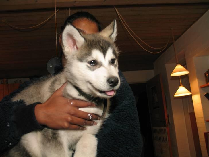 Alaskan malamute Isack (Dario Møller) - Jeg er lige kommet til mit nye hjem. Hvem er de????? billede 5