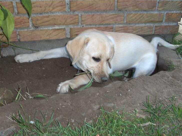 Labrador retriever Taco - BUSTED! Fangede ham lige i at destruere haven! o: xD. {Foto: Mig} billede 7