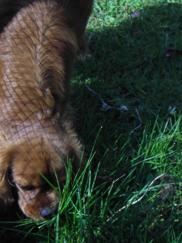 Cavalier king charles spaniel Kikki - nyder det gode vejr billede 4