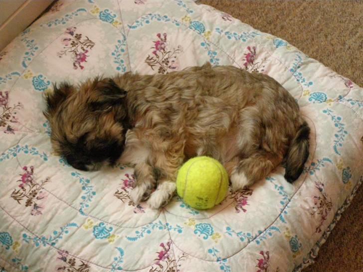 Lhasa apso cille - Her er jeg så. Jeg hedder Cille og dette er min anden dag hos min nye familie. billede 2