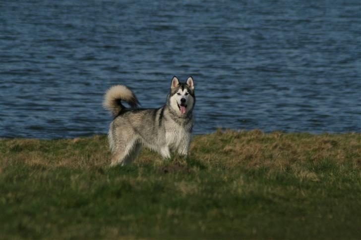 Alaskan malamute Isack (Dario Møller) - HVor blir du af??? billede 7