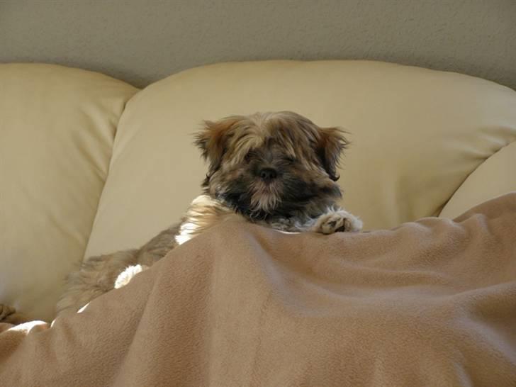 Lhasa apso cille - Hvaaa.. vi ligger lige og sover. billede 3