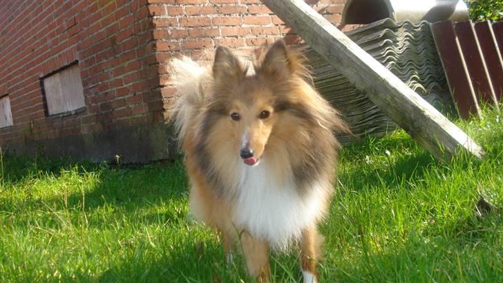 Shetland sheepdog Trille (himmelhund)  billede 1