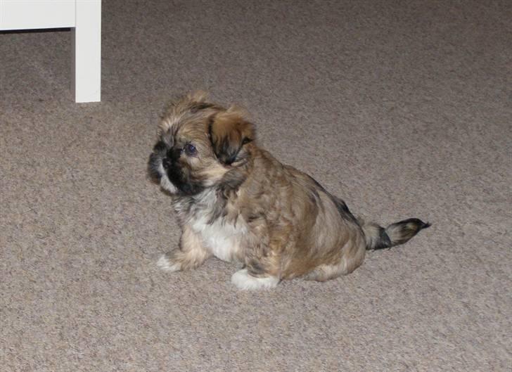 Lhasa apso cille - Wow det var f...... en god lur! billede 4