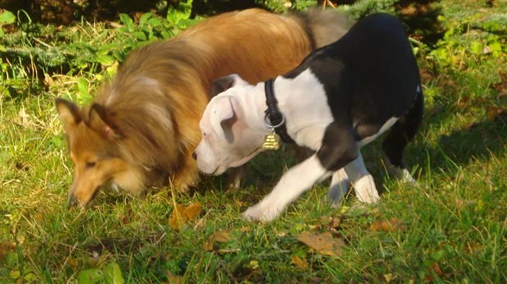 Shetland sheepdog Trille (himmelhund)  billede 2