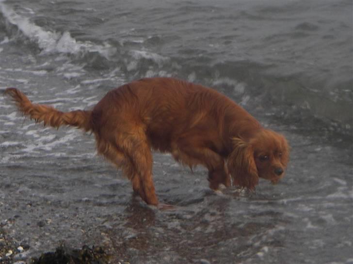 Cavalier king charles spaniel Kikki - Ejjjj. Hvor kom det vand fra? Se nu min fine pels... billede 5