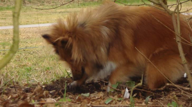 Shetland sheepdog Trille (himmelhund)  billede 3
