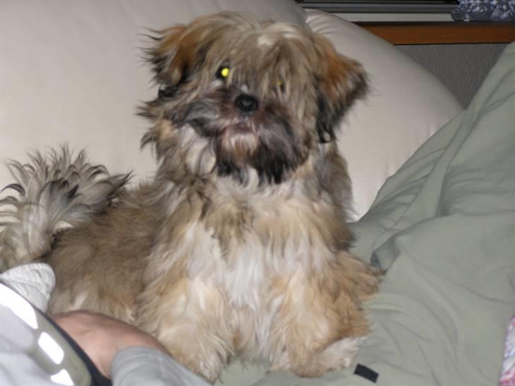 Lhasa apso cille - Blev der sagt bisse, eller tisse? billede 5