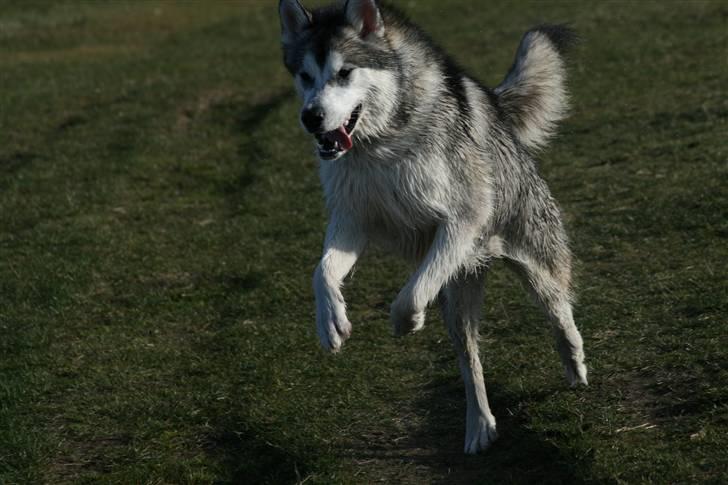 Alaskan malamute Isack (Dario Møller) - jump billede 8