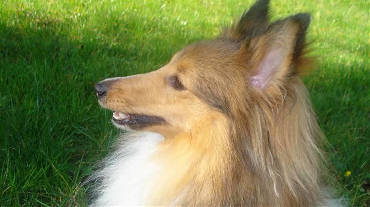 Shetland sheepdog Trille (himmelhund)  billede 4