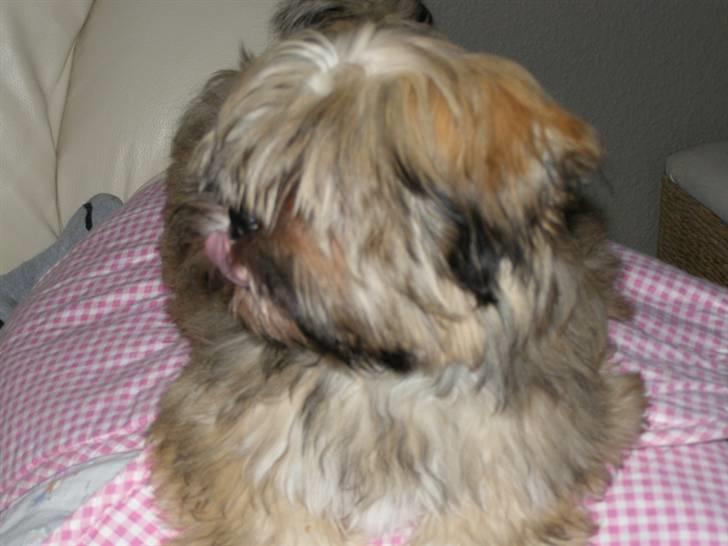 Lhasa apso cille - hvem sagde beatles pandehår? billede 6