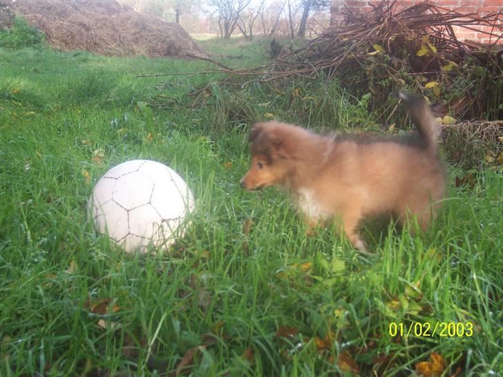 Shetland sheepdog Trille (himmelhund)  billede 5