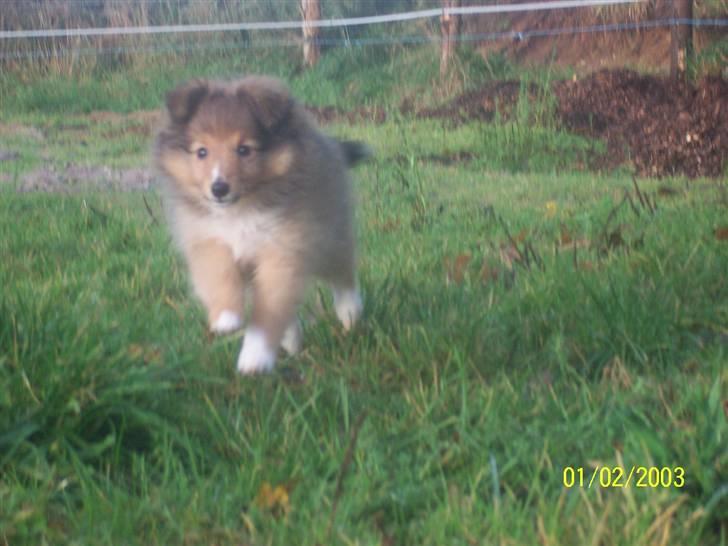 Shetland sheepdog Trille (himmelhund)  billede 6