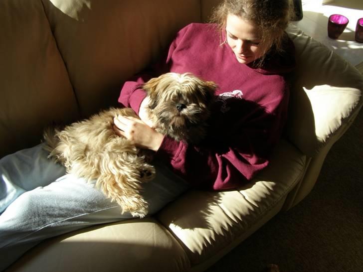 Lhasa apso cille - Åhh ja, lidt til højre tak, ja der! billede 7