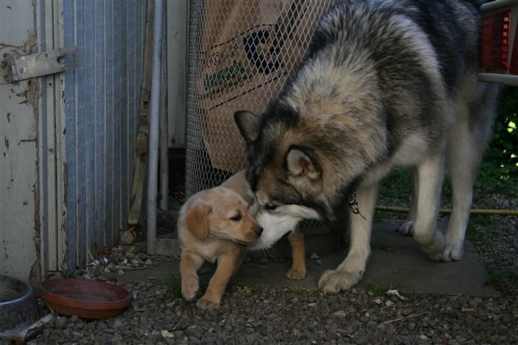 Alaskan malamute Isack (Dario Møller) - Jeg elsker at være legeonkel de er så søde de små billede 9