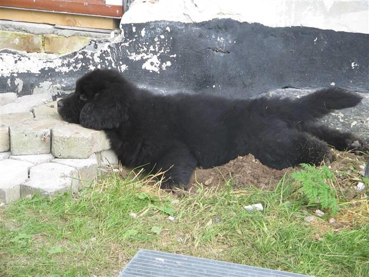 Newfoundlænder Luna - Lunse ligger og daser :D Sødt.. billede 2