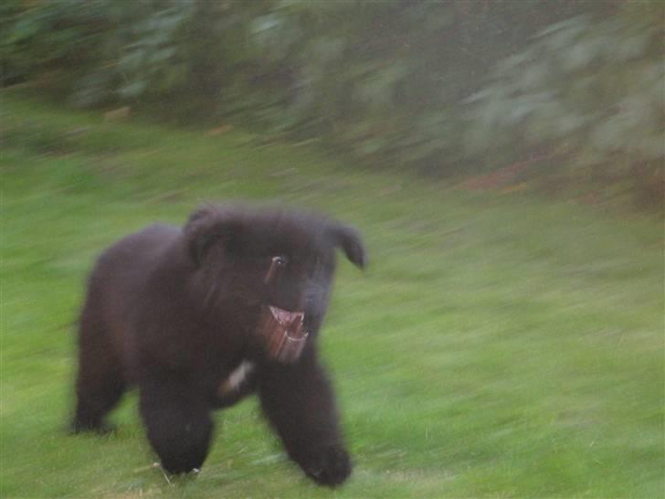 Newfoundlænder Luna - Tjaa.. UHYRER billede 3