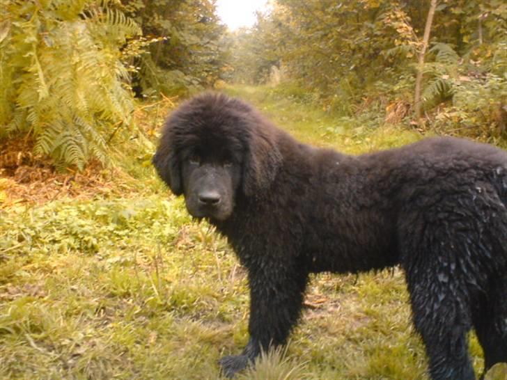 Newfoundlænder Luna - I hundelufterskoven i Hvalsø.. Hun elsker at være der! billede 4