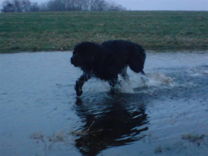 Newfoundlænder Luna - En lille tur ud og bade i søen billede 5