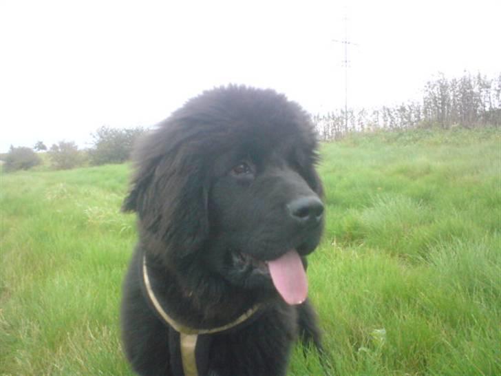 Newfoundlænder Luna - "Er jeg ikke smuk?" billede 6