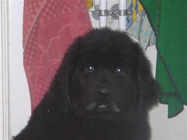 Newfoundlænder Luna -  " Hvad har jeg nu gjordt? " Luna har lige fået A38 billede 7