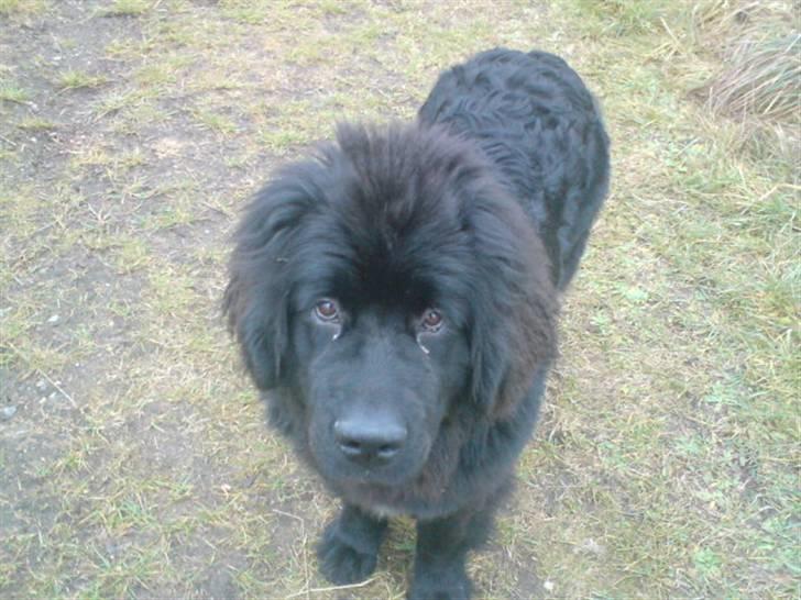 Newfoundlænder Luna - Hun ser da kær ud :) Og ja hun er blevet klippet ved ørene :D billede 8