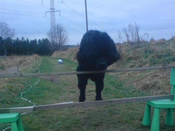 Newfoundlænder Luna - Hun kan springe enormt højt! billede 9