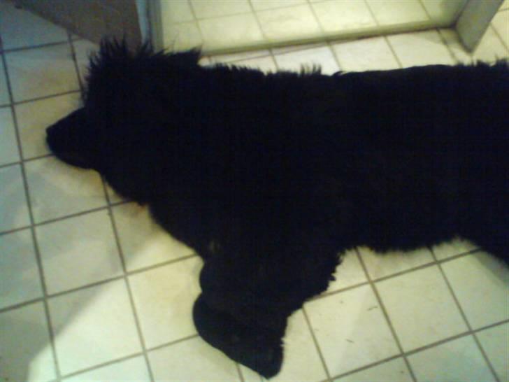 Newfoundlænder Luna - Luna sover på badeværelset! Med gulvarme? Skøre hund :) billede 10