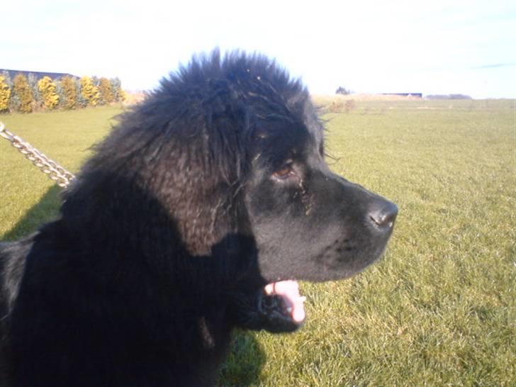 Newfoundlænder Luna - Luna til træning billede 11