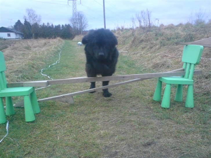 Newfoundlænder Luna - Et "sølle" spring  billede 12