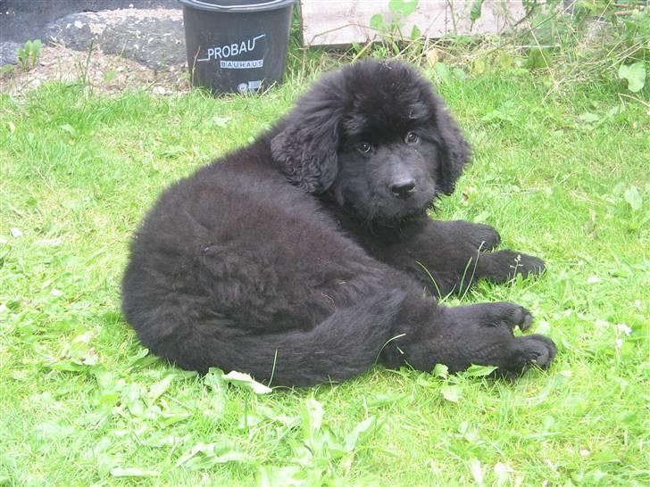 Newfoundlænder Luna - Da vi havde fået hende  billede 13