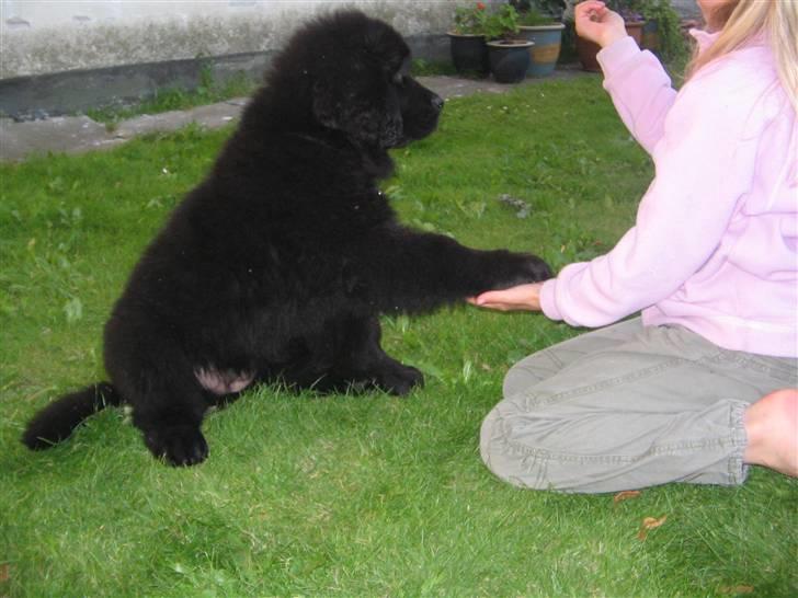 Newfoundlænder Luna - " Gi´ Pote "  billede 14