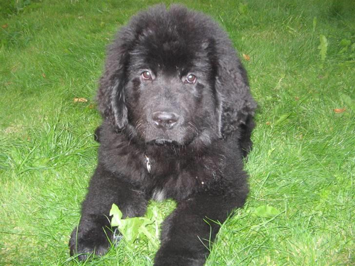 Newfoundlænder Luna - Brumle.. billede 15