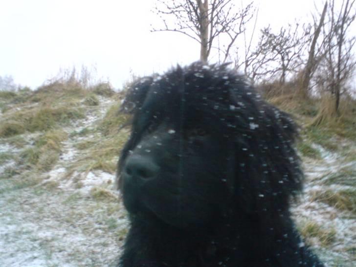 Newfoundlænder Luna - Wee, sne! billede 16