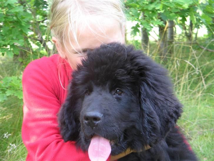 Newfoundlænder Luna billede 17