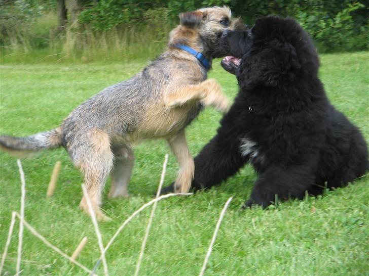 Newfoundlænder Luna - Luna leger med min veninde´s hund Gilbert billede 18