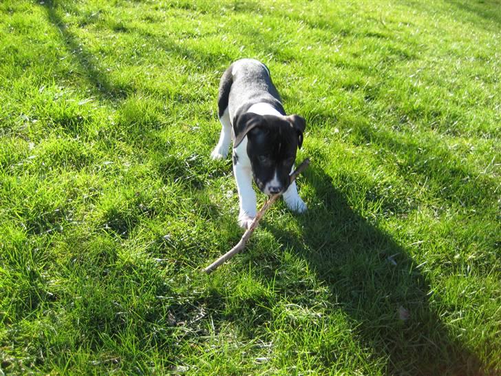 Blanding af racer Enzo *SOLGT* billede 9