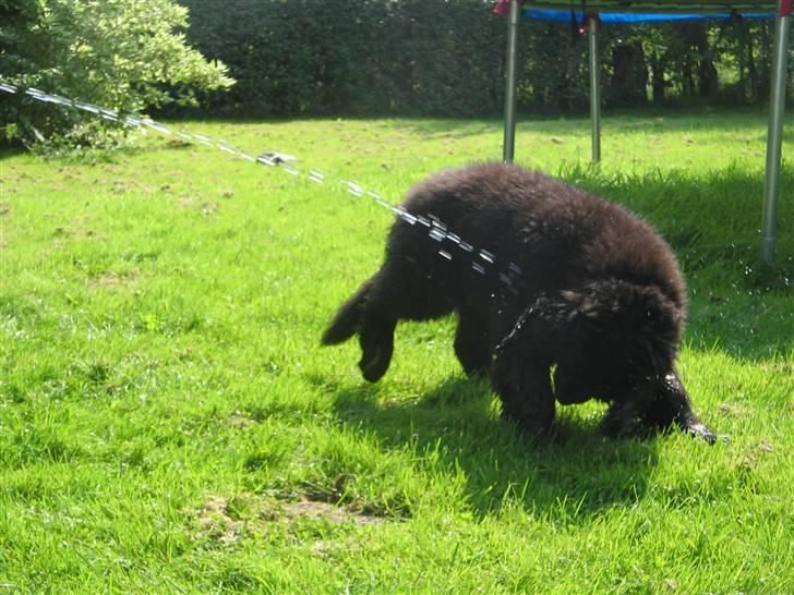 Newfoundlænder Luna - Hummer leger med vand billede 19