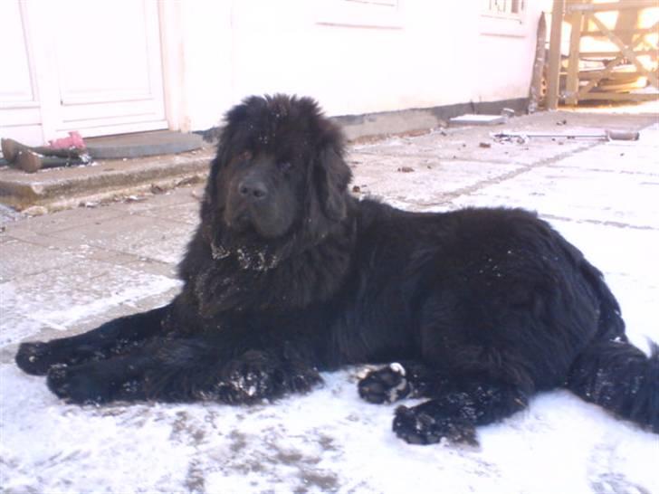 Newfoundlænder Luna - Luna i Sneen :D Hun elsker simpelthen og lege i det! billede 20