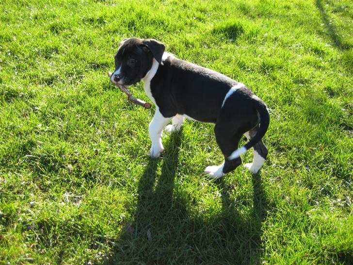 Blanding af racer Enzo *SOLGT* billede 10