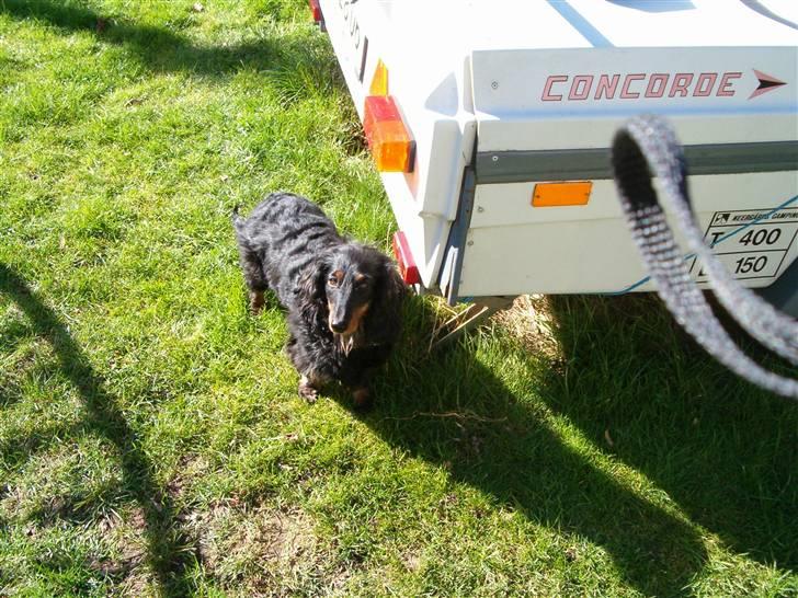 Gravhund Chicho - ( : ( : ( : ( : ( : billede 17