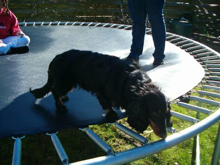 Gravhund Chicho - Chicho på tranpolinen ( : billede 19