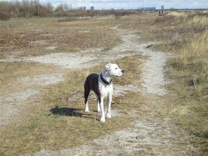 Amerikansk bulldog Nala - Nala på stranden billede 6