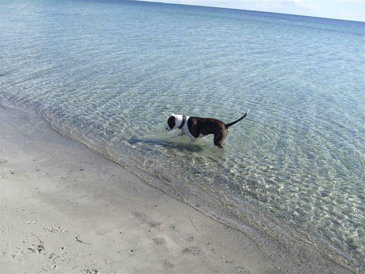 Amerikansk bulldog Nala - Nala bader den 20 marts 08 billede 9