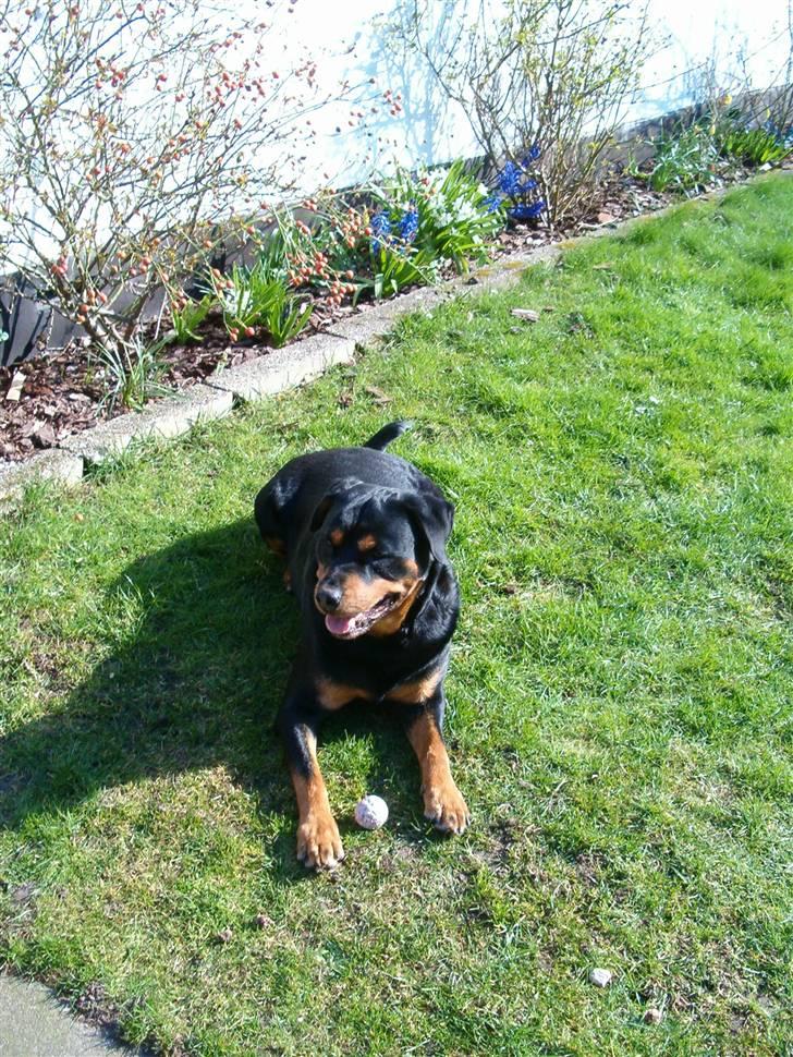 Rottweiler Nellie (død) - Hun elsker bolde ( : billede 11