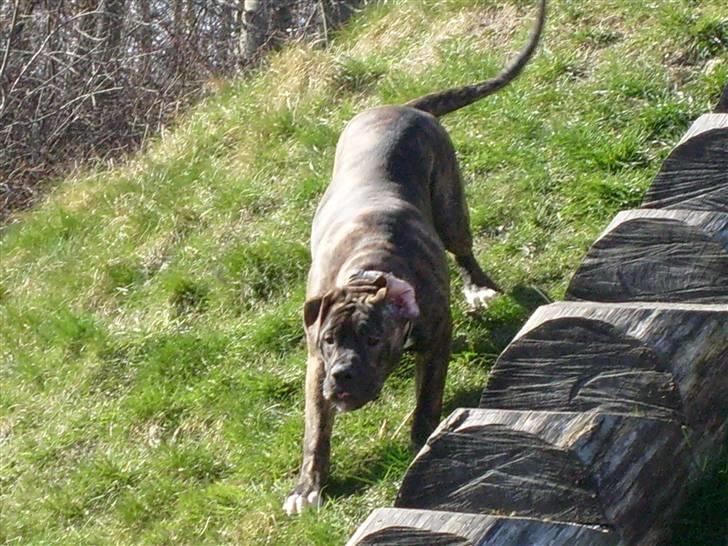 Amerikansk bulldog Topp's Magic Igor RIP - Kæmpe hund billede 9