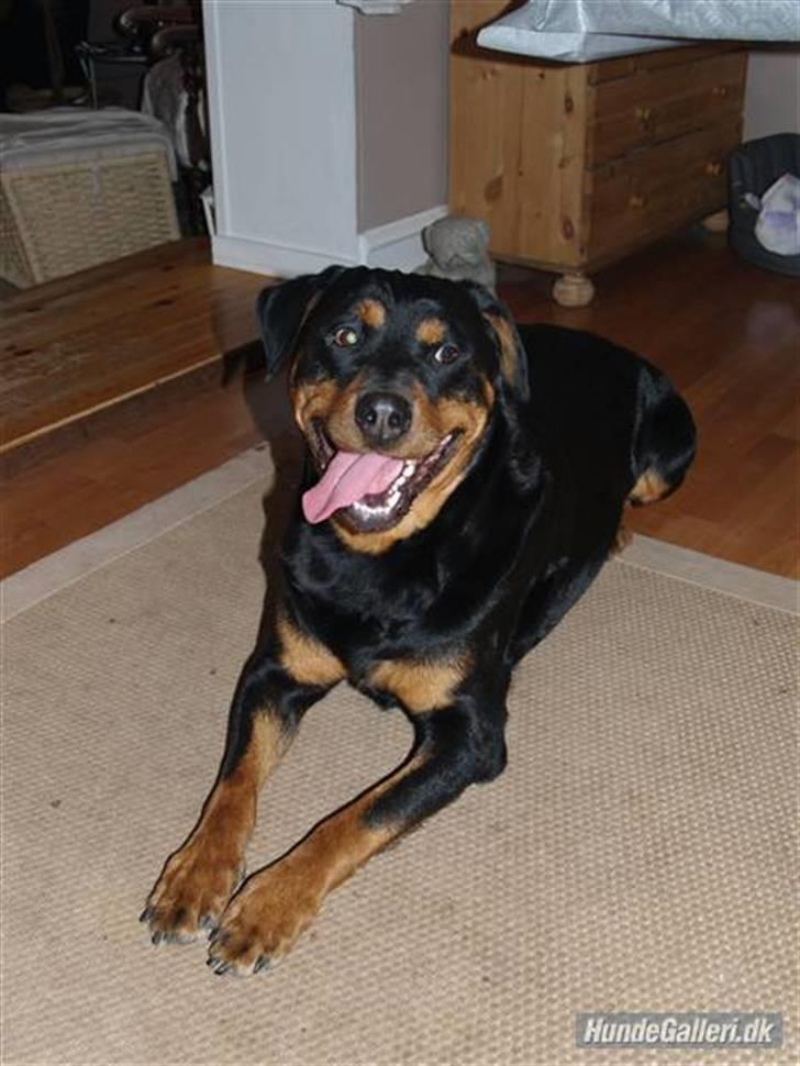 Rottweiler Nellie (død) - Hehe :D billede 12