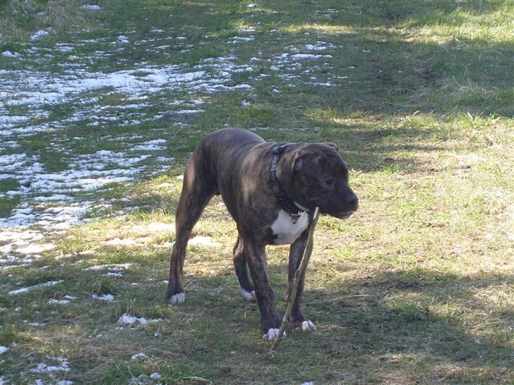 Amerikansk bulldog Topp's Magic Igor RIP - Igor med en pind ved stranden billede 10