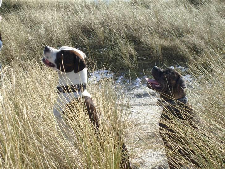 Amerikansk bulldog Topp's Magic Igor RIP - Igor og hans bedste ven Nala ved stranden billede 11